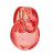Bvlgari Omnia Coral, 1