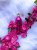 Montale Roses Musk, 2