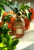Guerlain Aqua Allegoria Mandarine Basilic, 6