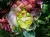 Lolita Lempicka Fleur Defendue Forbidden Flower, фото 3