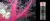 Дезодорант-спрей Sterling Parfums Niche Pink Coral, 1