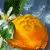 Guerlain Aqua Allegoria Orange Soleia, фото 3