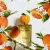 Dolce & Gabbana Fruit Collection Orange, фото 2