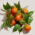 Escentric Molecules Molecule 01 + Mandarin, 4