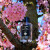 Acqua Di Parma Sakura, 4