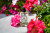Diptyque Geranium Odorata Floral Collection, фото 2