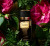 Dolce & Gabbana Velvet Black Patchouli, фото 2