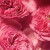 Ralph Lauren Romance Rose, 5