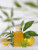 Bois 1920 Cannabis Fruttata, 5