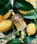 Guerlain Aqua Allegoria Forte Oud Yuzu, 5