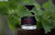 Frederic Malle Synthetic Jungle, фото 2
