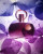 Afnan Perfumes Supermacy Purple, фото 5