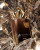 Afnan Perfumes Supremacy In Oud, фото 5