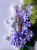 Thierry Mugler Angel Garden Of Stars - Violette Angel, фото 4