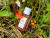 Lacoste Lacoste Original For Her, 3